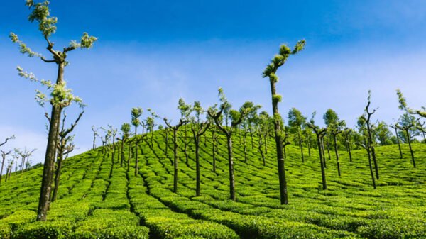 Valparai 1 Night 2 Days Tour